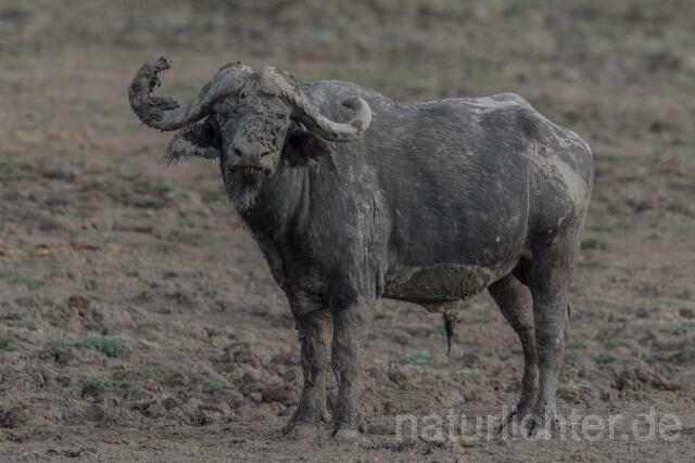W20672 Kaffernbüffel,African buffalo - Peter Wächtershäuser