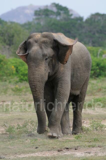 W4260 Asiatischer Elefant - Peter Wächtershäuser