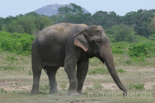W4263 Asiatischer Elefant - Peter Wächtershäuser