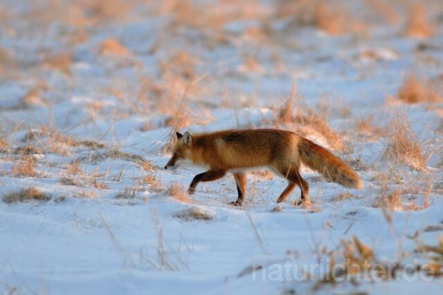 W8531 Rotfuchs,Red fox - Peter Wächtershäuser