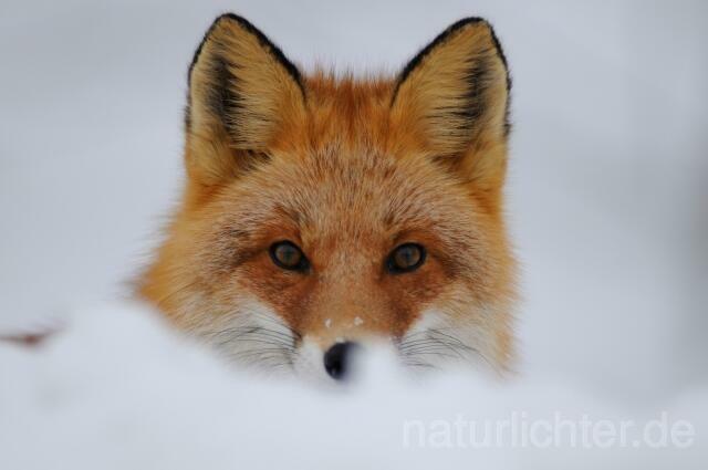 W8538 Rotfuchs,Red fox - Peter Wächtershäuser