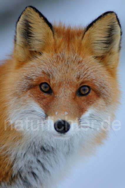 W8539 Rotfuchs,Red fox - Peter Wächtershäuser