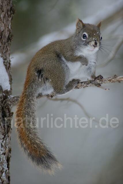 W9767 Grauhörnchen,Eastern gray squirrel - Peter Wächtershäuser
