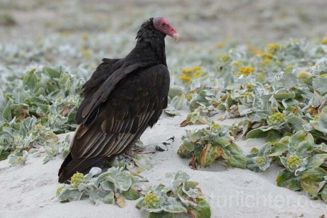 W11823 Truthahngeier,Turkey Vulture - Peter Wächtershäuser