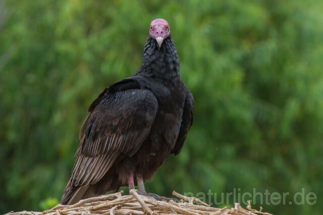 W13670 Truthahngeier,Turkey Vulture - Peter Wächtershäuser
