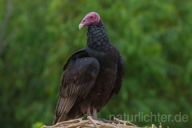 W13671 Truthahngeier,Turkey Vulture - Peter Wächtershäuser