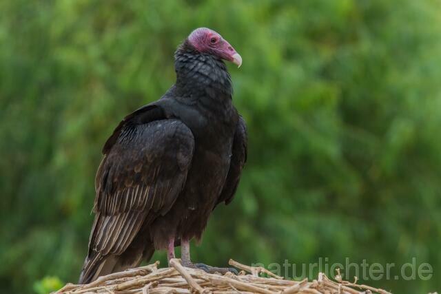 W13674 Truthahngeier,Turkey Vulture - Peter Wächtershäuser