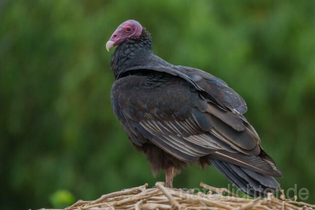 W13675 Truthahngeier,Turkey Vulture - Peter Wächtershäuser