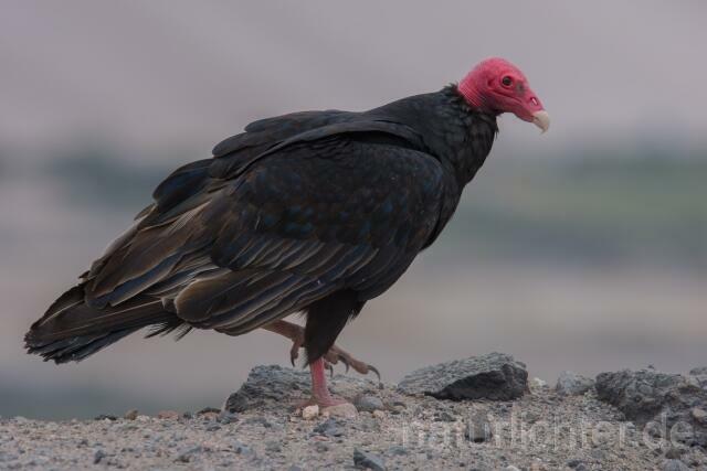 W13679 Truthahngeier,Turkey Vulture - Peter Wächtershäuser