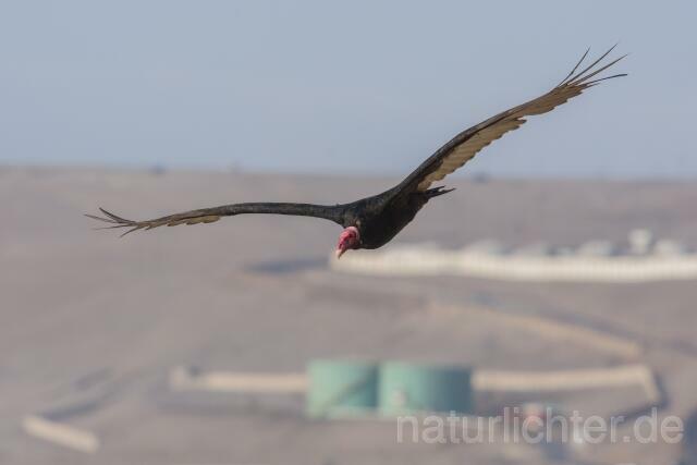 W13692 Truthahngeier,Turkey Vulture - Peter Wächtershäuser