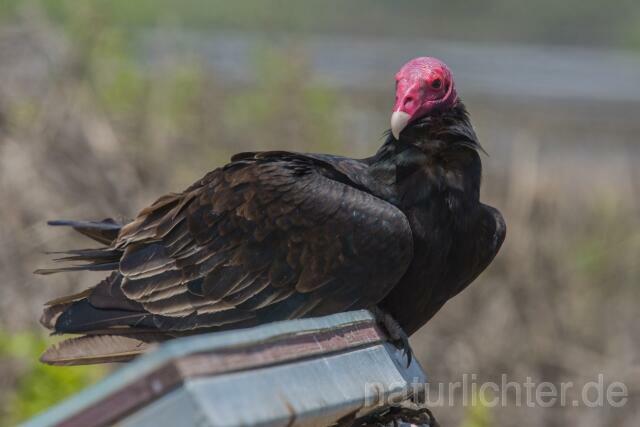W13698 Truthahngeier,Turkey Vulture - Peter Wächtershäuser