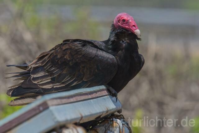 W13700 Truthahngeier,Turkey Vulture - Peter Wächtershäuser