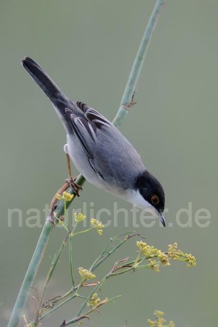 W3906 Samtkopf-Grasmücke,Sardinian Warbler - Peter Wächtershäuser