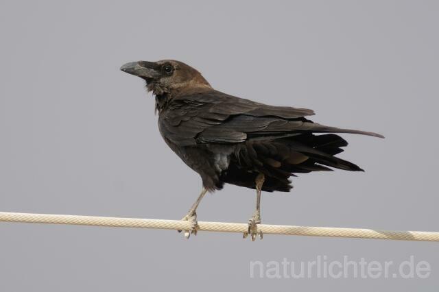 W4160 Wüstenrabe,Brown-necked Raven - Peter Wächtershäuser