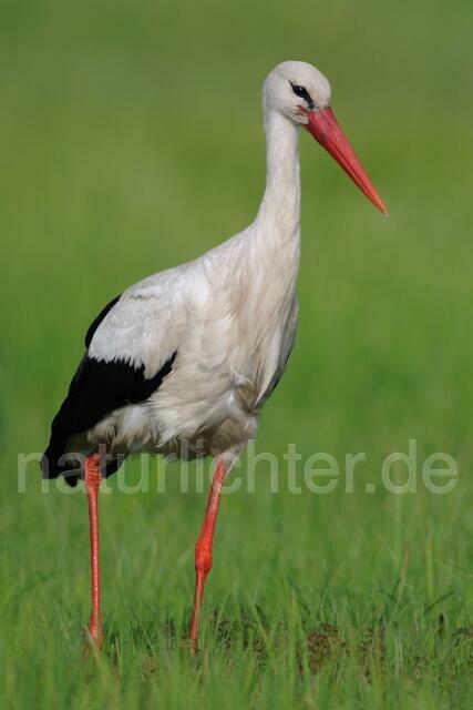 W4928 Weißstorch,White Stork - Peter Wächtershäuser