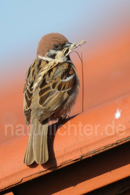 W7245 Feldsperling,Tree Sparrow - Peter Wächtershäuser
