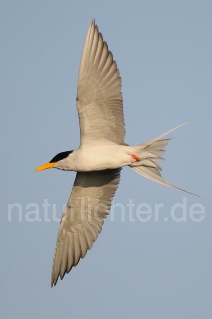 W7930 Hinduseeschwalbe,River Tern - Peter Wächtershäuser