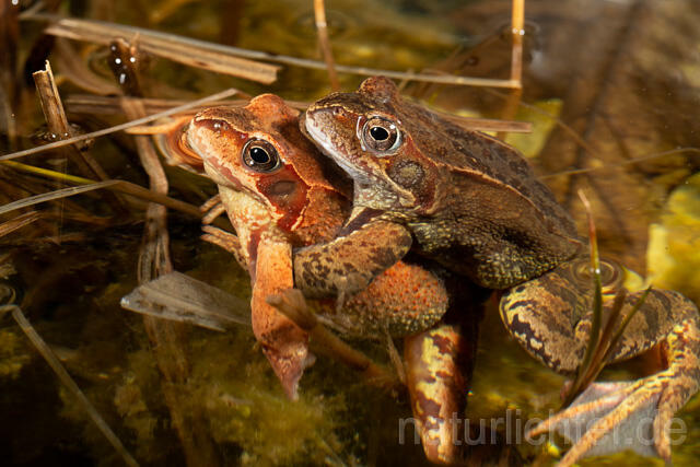 R13276 Grasfrosch, Common frog, Amplexus, Paarung, Mating - Christoph Robiller