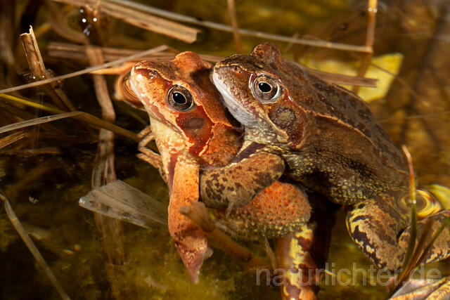R13274 Grasfrosch, Common frog, Amplexus, Paarung, Mating - Christoph Robiller