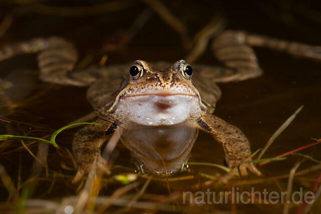 R13297 Grasfrosch, Common frog, Männchen, Balz, Schallblasen, Mating - Christoph Robiller