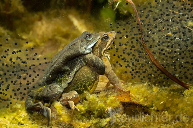 R13306 Grasfrosch, Common frog, Amplexus, Paarung, Mating, Laich, Unterwasseraufnahme - Christoph Robiller