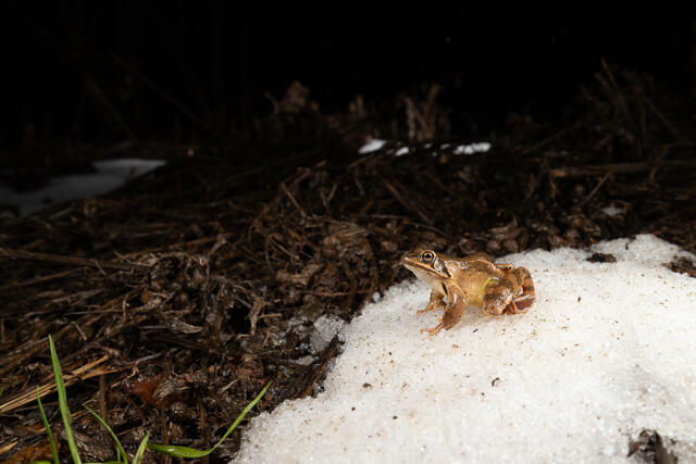 R13319 Springfrosch auf Schnee, Agile frog at snow - Christoph Robiller