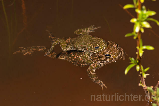 R13576 Wechselkröte, Balz, Paarung, Amplexus, European Green Toad mating - Christoph Robiller