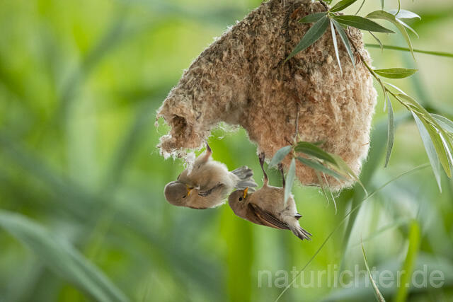 R13660 Beutelmeise, ausgeflogene Junge am Nest, European Penduline Tit fledgling at nest - Christoph Robiller