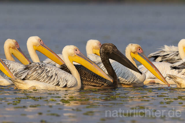 R13776 Rosapelikane mit Jungvogel, Great white pelican and juvenile - Christoph Robiller