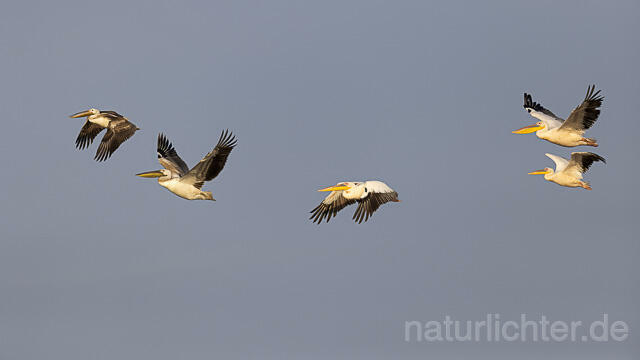 R13831 Rosapelikan Jungvogel im Flug, Great white pelican juvenile flying - Christoph Robiller