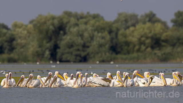 R13971 Rosapelikane Gruppe schwimmend, Great white pelican - Christoph Robiller