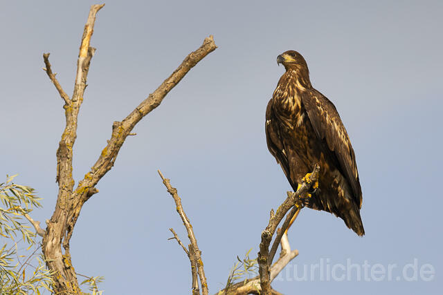 R13975 Seeadler Jungvogel, Donautelta, White-tailed Eagle, Danube Delta - Christoph Robiller