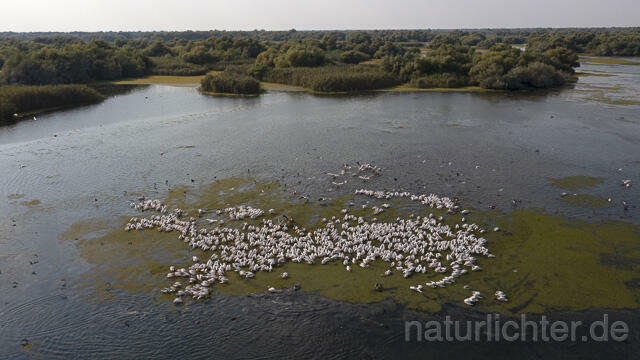 R14162 Rosapelikane beim Fischen, Donaudelta, Luftaufnahme, Great White Pelican fishing, Danube Delta, Aerial photo - Christoph Robiller