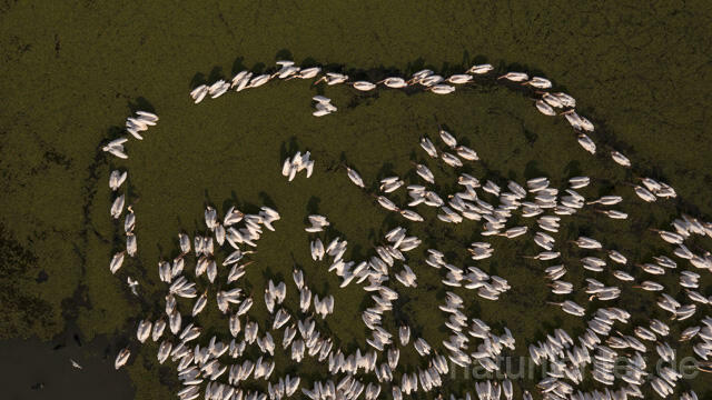 R14169 Rosapelikane beim Fischen, Donaudelta, Luftaufnahme, Great White Pelican fishing, Danube Delta, Aerial photo - Christoph Robiller
