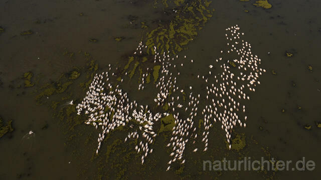 R14147 Rosapelikane beim Fischen, Donaudelta, Luftaufnahme, Great White Pelican fishing, Danube Delta, Aerial photo - Christoph Robiller