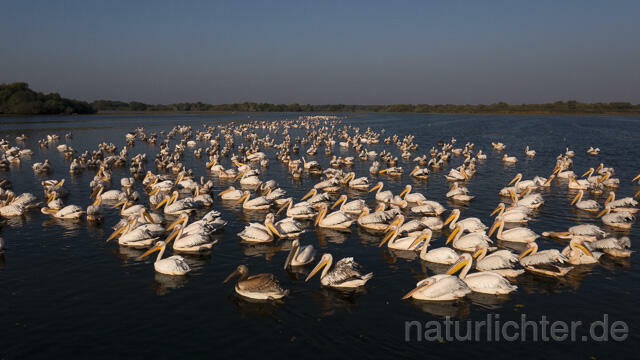 R14200 Rosapelikane beim Fischen, Donaudelta, Luftaufnahme, Great White Pelican fishing, Danube Delta, Aerial photo - Christoph Robiller