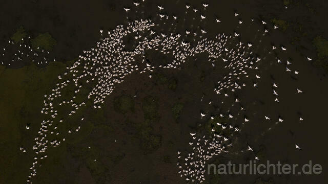 R14261 Rosapelikane beim Fischen, Donaudelta, Luftaufnahme, Great White Pelican fishing, Danube Delta, Aerial photo - Christoph Robiller