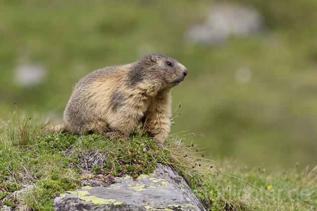 R14420 Alpenmurmeltier, Alpine marmot - Christoph Robiller