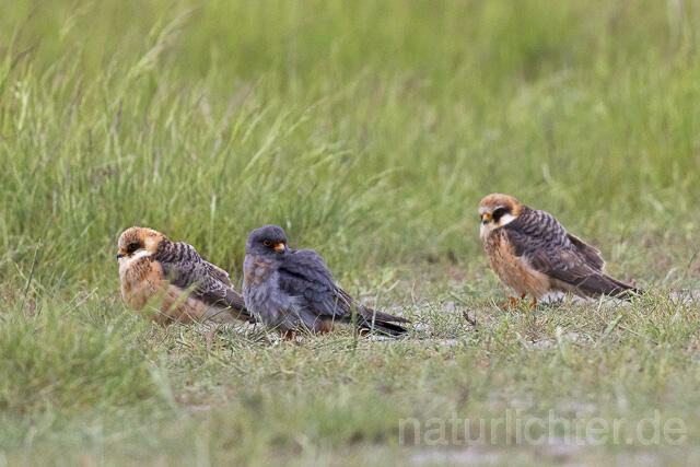 R14650 Rotfußfalke, Gruppe aus Männchen und Weibchen, Red-footed Falcon mating - Christoph Robiller