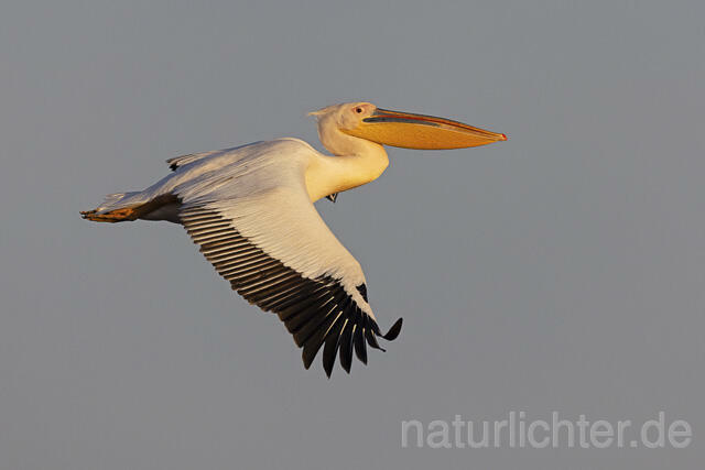 R14815 Rosapelikan im Flug, Donaudelta, Great white pelican flying, Danube Delta - Christoph Robiller