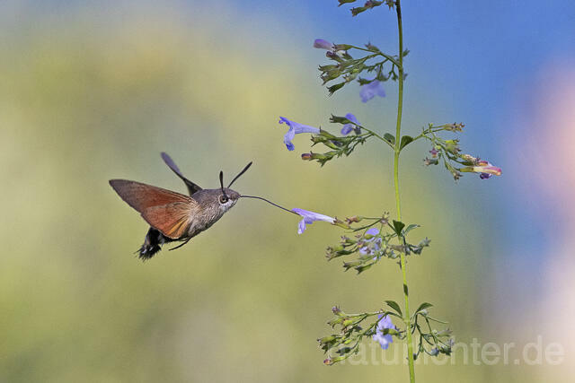 R14936 Taubenschwänzchen im Flug, Hummingbird Hawk-moth flying - Christoph Robiller