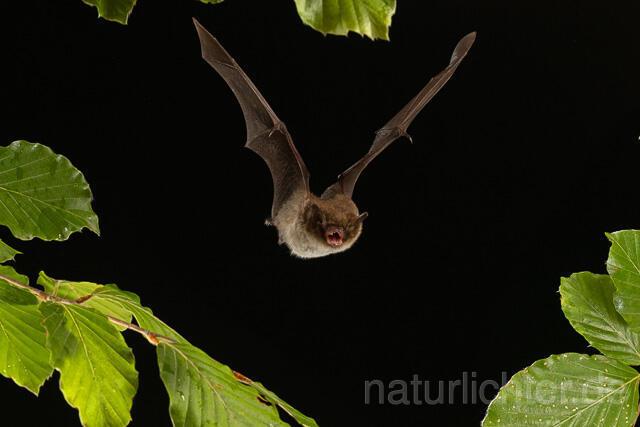 R15135 Wasserfledermaus im Flug, Daubenton's bat flying - Christoph Robiller