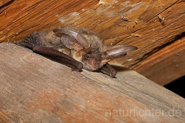 R15140 Braunes Langohr, Brown Long-eared Bat - Christoph Robiller