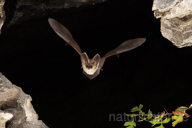 R15183 Graues Langohr im Flug, Grey Long-eared Bat flying - Christoph Robiller