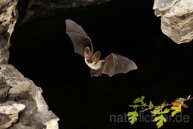 R15186 Graues Langohr im Flug, Grey Long-eared Bat flying - Christoph Robiller
