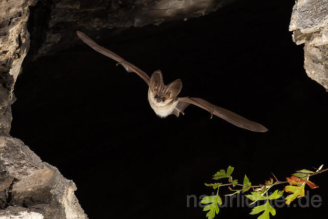 R15192 Graues Langohr im Flug, Grey Long-eared Bat flying - Christoph Robiller