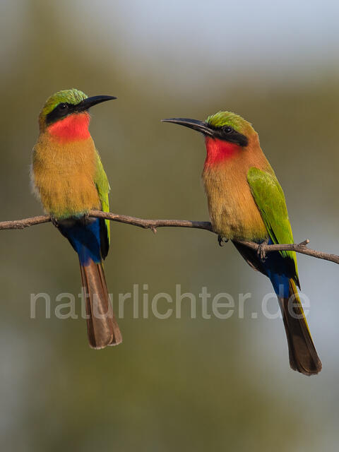 W22013 Rotkehlspint,Red-throated Bee-eater - Peter Wächtershäuser