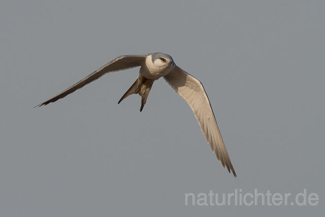 W22102 Schwalbenschwanzaar, African Swallow-tailed Kite, Scissor-tailed Kite - Peter Wächtershäuser