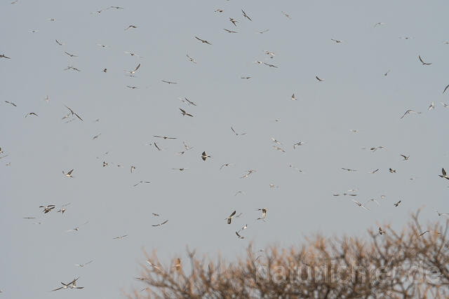 W22142 Schwalbenschwanzaar,African Swallow-tailed Kite,Scissor-tailed Kite - Peter Wächtershäuser