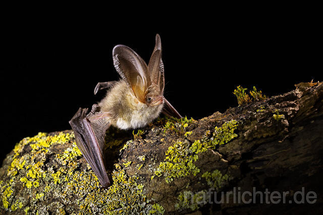 R15296 Braunes Langohr, Brown Long-eared Bat - Christoph Robiller